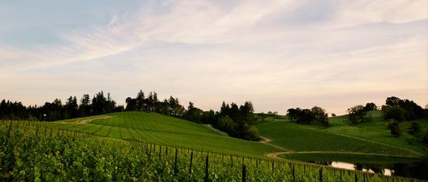 wf vineyard